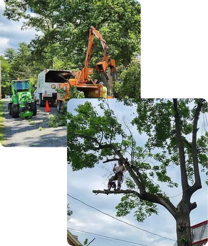 About Lofty Heights Tree Care