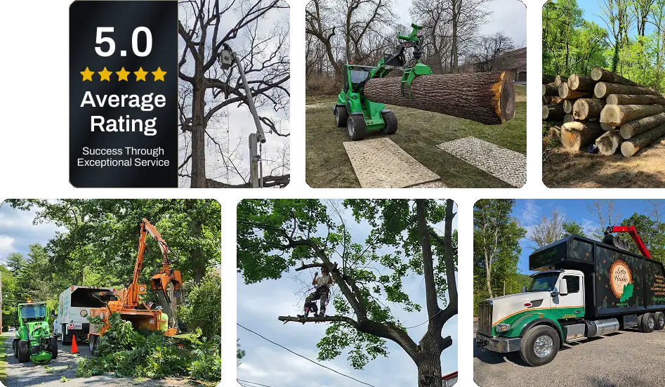 About Lofty Heights Tree Care