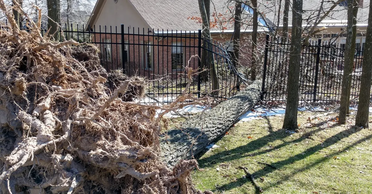 24/7 Emergency Tree Service in Altoona & Blair County, PA