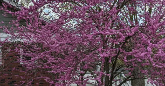 Oak Wilt and Anthracnose: How to Identify and Treat Common Tree Diseases in Altoona, PA