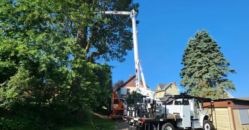 Tree Removal Price Ranges