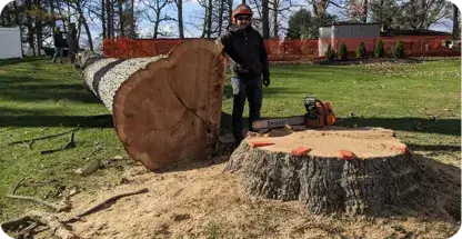 Tree Removal