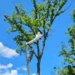 Tree Trimming & Pruning