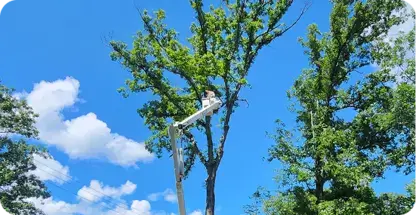 Tree Trimming & Pruning