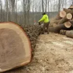 Lot Clearing