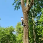 Arborist Consultations