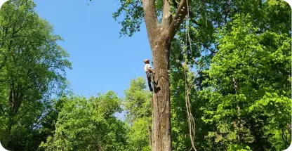 Arborist Consultations