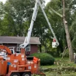 Shrub Removal