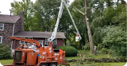 Shrub Removal