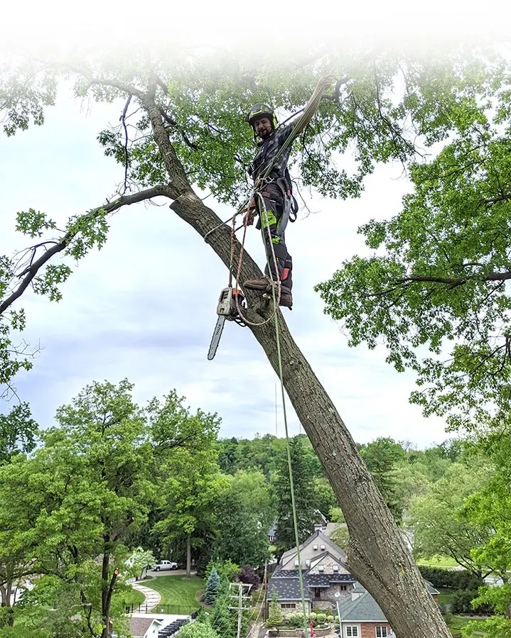 Lofty Heights Tree Care team member secured high up in a tree during tree removal